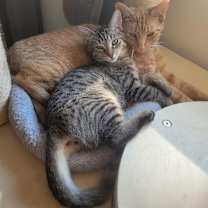 Thumbnail photo of Slap Chop #3