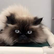 Thumbnail photo of Princess and Kiki #2