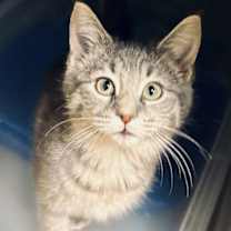 Thumbnail photo of Ashley (FCID# 12/10/2025 - 7 Middletown PS) C #3