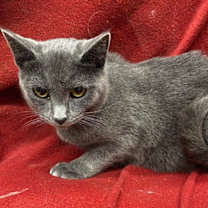 Thumbnail photo of Silky #2