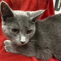 Thumbnail photo of Silky #1