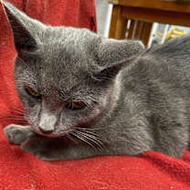 Thumbnail photo of Silky #3