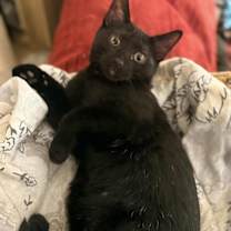 Thumbnail photo of Scrap #1