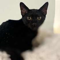 Thumbnail photo of Scrap #3