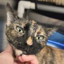 Thumbnail photo of Eliza #1