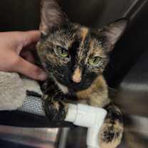 Thumbnail photo of Eliza #3