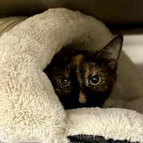 Thumbnail photo of Eliza #4