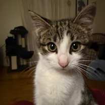 Thumbnail photo of Henry #2