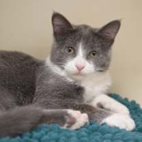 Thumbnail photo of Cassidy #1