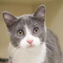 Thumbnail photo of Cassidy #3