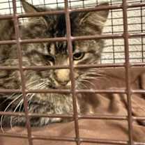 Thumbnail photo of Chobbs #3