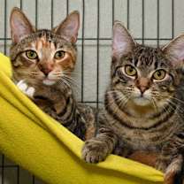 Thumbnail photo of Keeley (Bonded with Pan) #2