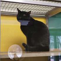 Thumbnail photo of Pumba #1