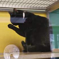 Thumbnail photo of Pumba #2