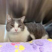 Thumbnail photo of Stetson #1