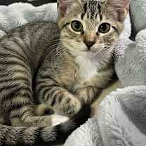 Thumbnail photo of Sullivan #1