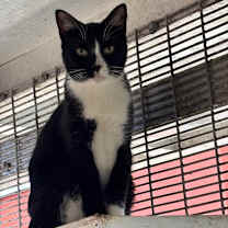 Thumbnail photo of Samantha #1