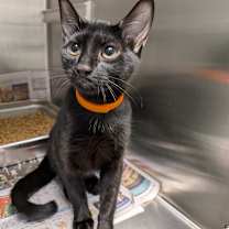 Thumbnail photo of Orchid #1