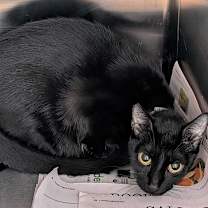 Thumbnail photo of Tulip #1