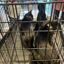 Thumbnail photo of Orchid #2