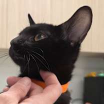 Thumbnail photo of Orchid #3