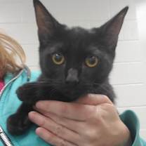 Thumbnail photo of Rose #3