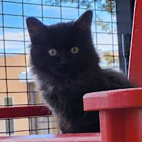 Thumbnail photo of Candy Corn #1