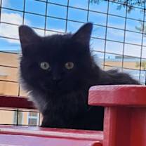 Thumbnail photo of Candy Corn #3