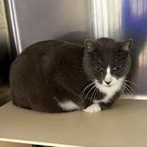 Thumbnail photo of Cupid #2