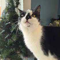 Thumbnail photo of Spud Bounty 55650 #1