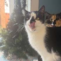 Thumbnail photo of Spud Bounty 55650 #2