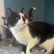 Thumbnail photo of Spud Bounty 55650 #4