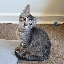 Thumbnail photo of Dunkin #2