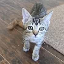 Thumbnail photo of Dunkin #3