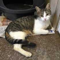 Thumbnail photo of Cricket #2