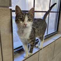 Thumbnail photo of Cricket #3