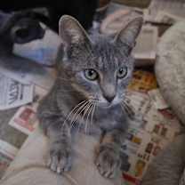 Thumbnail photo of Nimbus #1