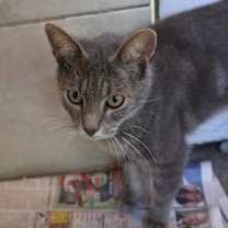 Thumbnail photo of Nimbus #2