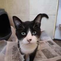 Thumbnail photo of Figgy #1