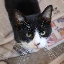 Thumbnail photo of Figgy #2