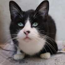 Thumbnail photo of Figgy #3