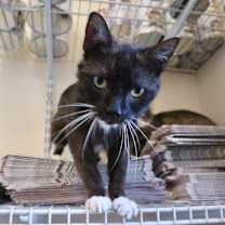 Thumbnail photo of Pesto #2