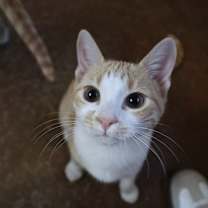 Thumbnail photo of Marmalade #1