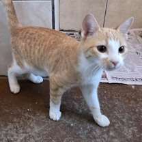 Thumbnail photo of Marmalade #3