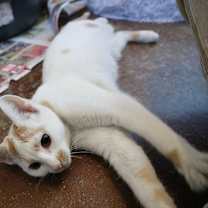 Thumbnail photo of Muse #3