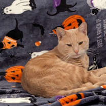 Thumbnail photo of Seabiscuit #1