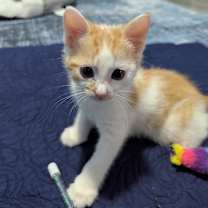 Thumbnail photo of Snickers #1