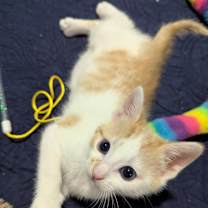 Thumbnail photo of Snickers #2