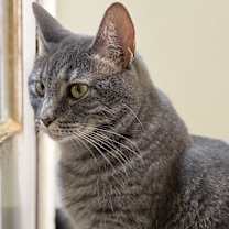 Thumbnail photo of Noodle #1