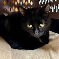 Thumbnail photo of Luna #2